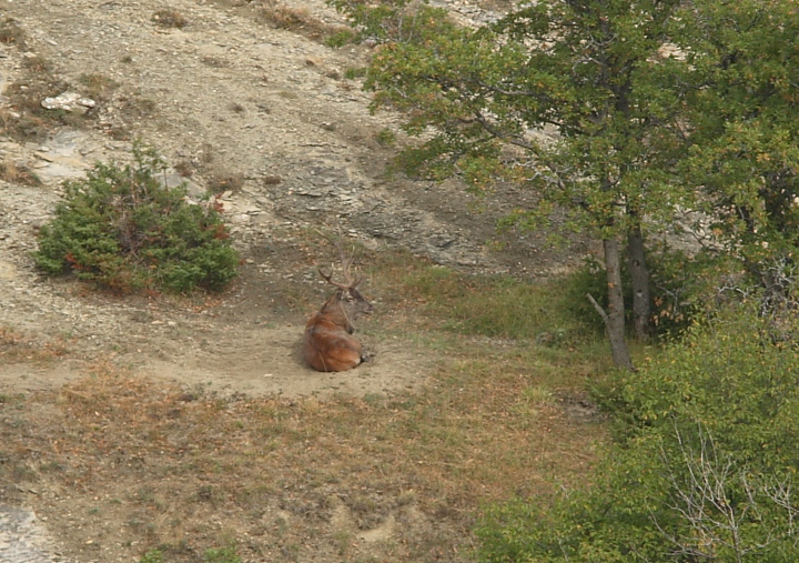 Strategie riproduttive del cervo (Cervus elaphus)